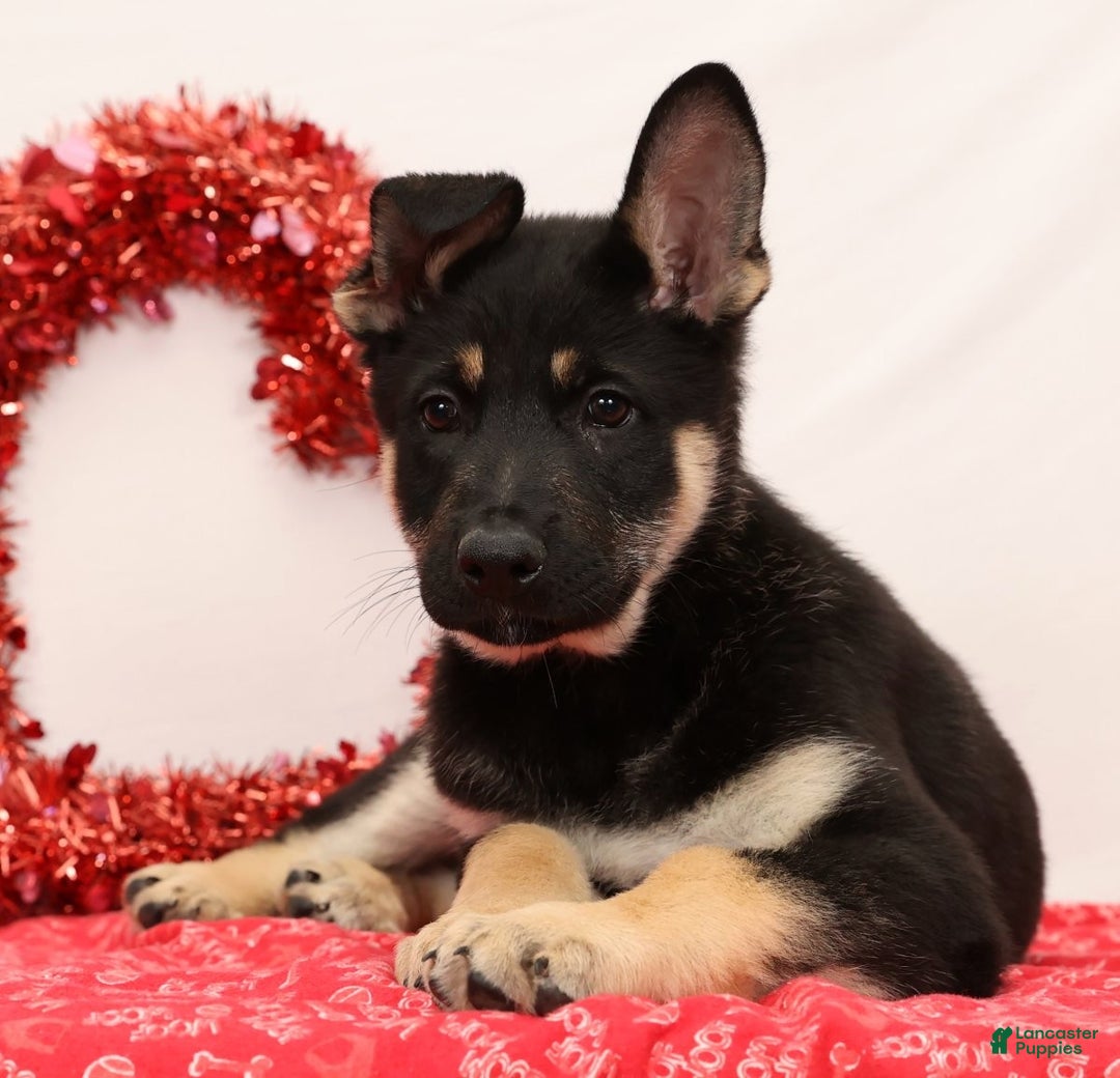 German Shepherd dogs for sale: Mickey - Ad 2