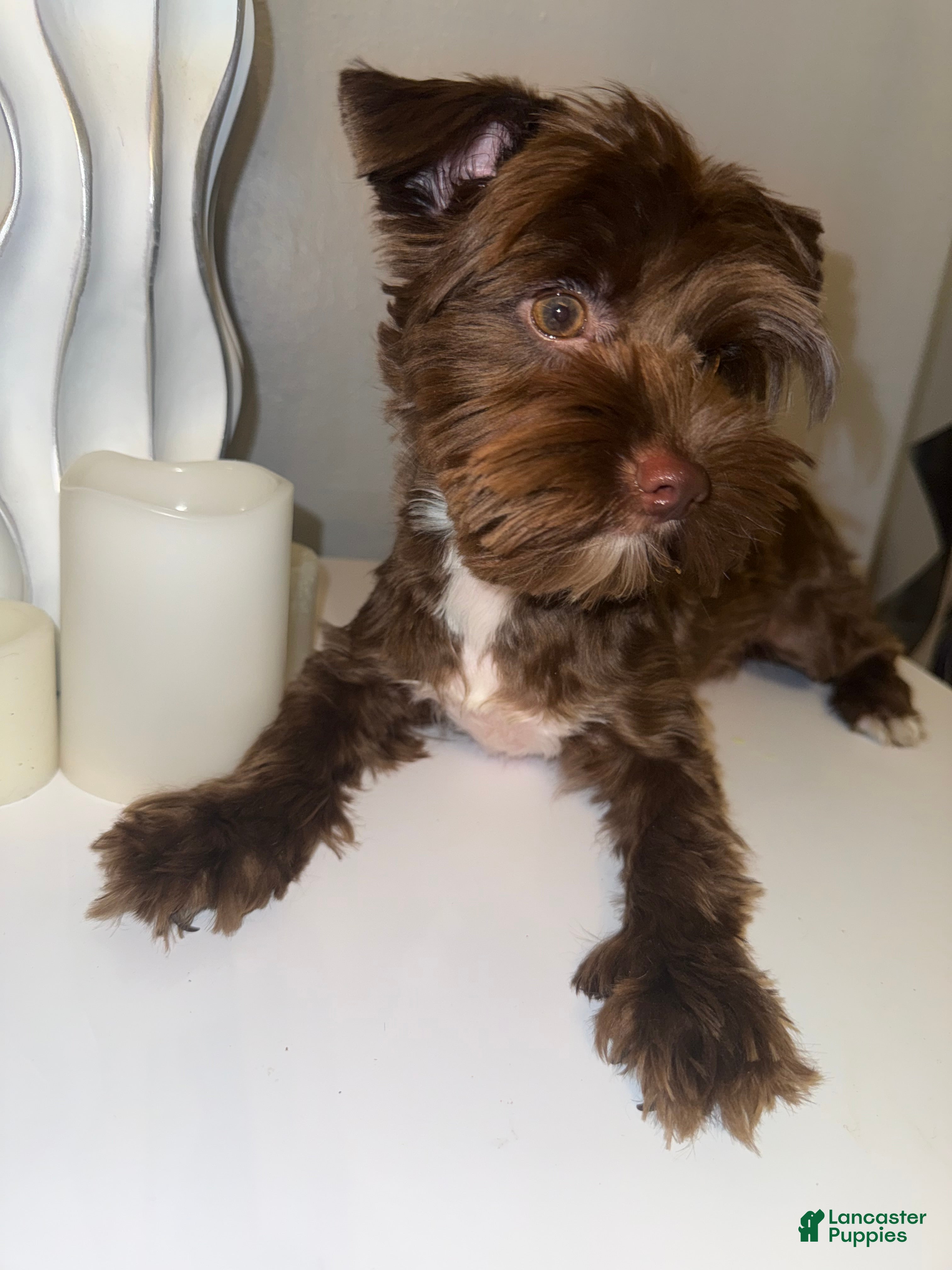 Yorkshire Terrier dogs for sale: Chico - Ad 5