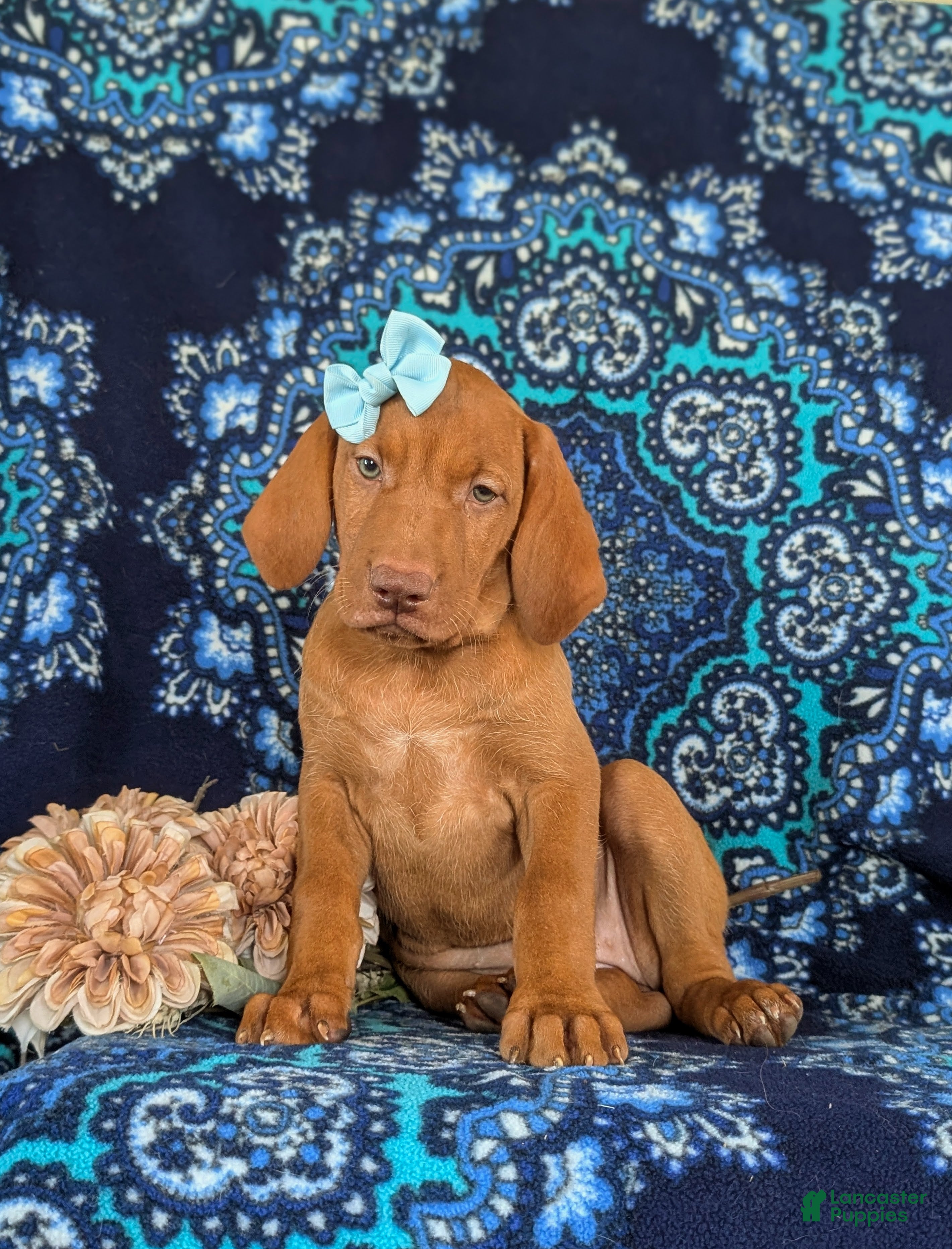 Vizsla dogs Allison - Ad 2