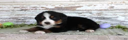 Bernese Mountain Dog dogs for sale: Marnie - Ad 2