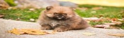 Pomeranian dogs for sale: Peyton - Ad 9
