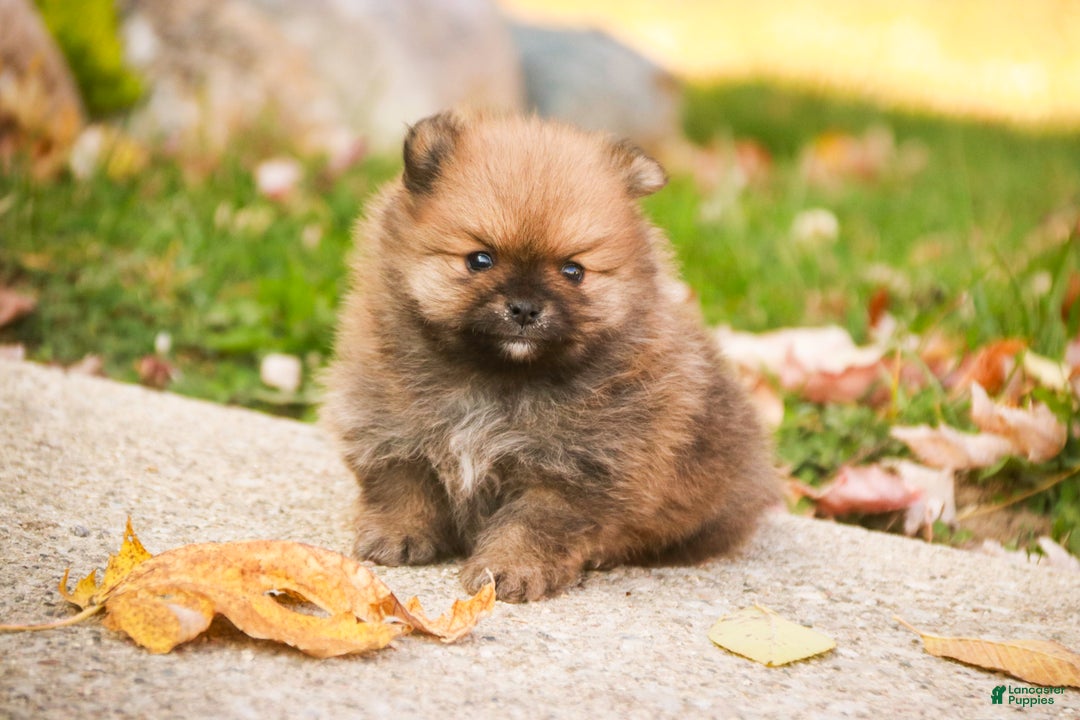 Pomeranian dogs for sale: Peyton - Ad 9