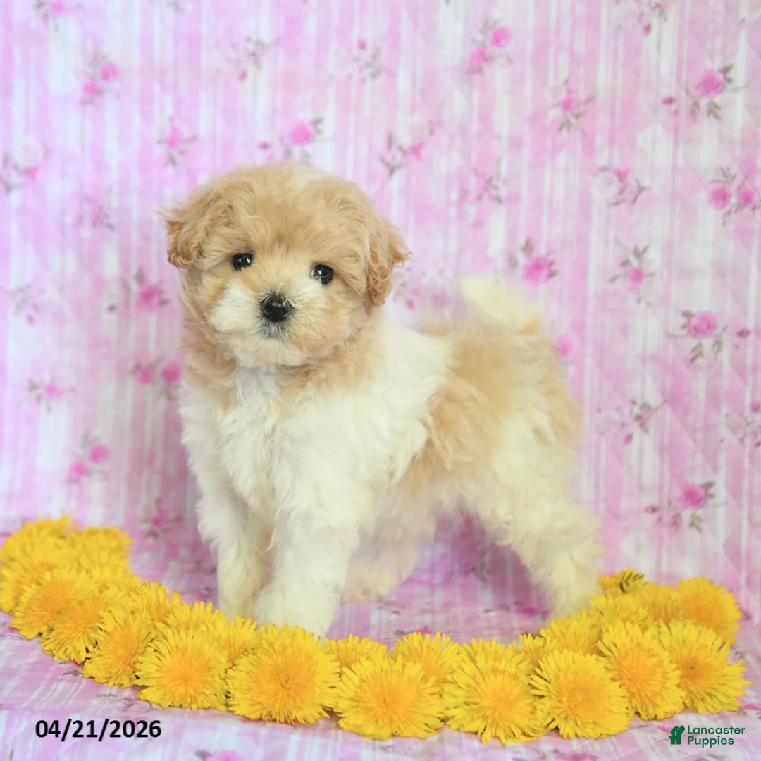 Maltipoo dogs for sale: Rocky - Ad 1