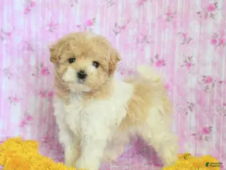 Maltipoo dogs for sale: Rocky - Ad 2