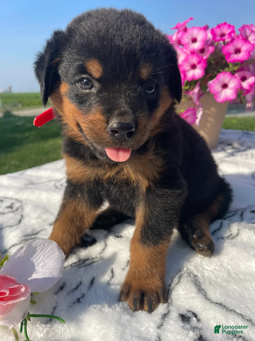 Rottweiler dogs for sale: Gatsby - Ad 4