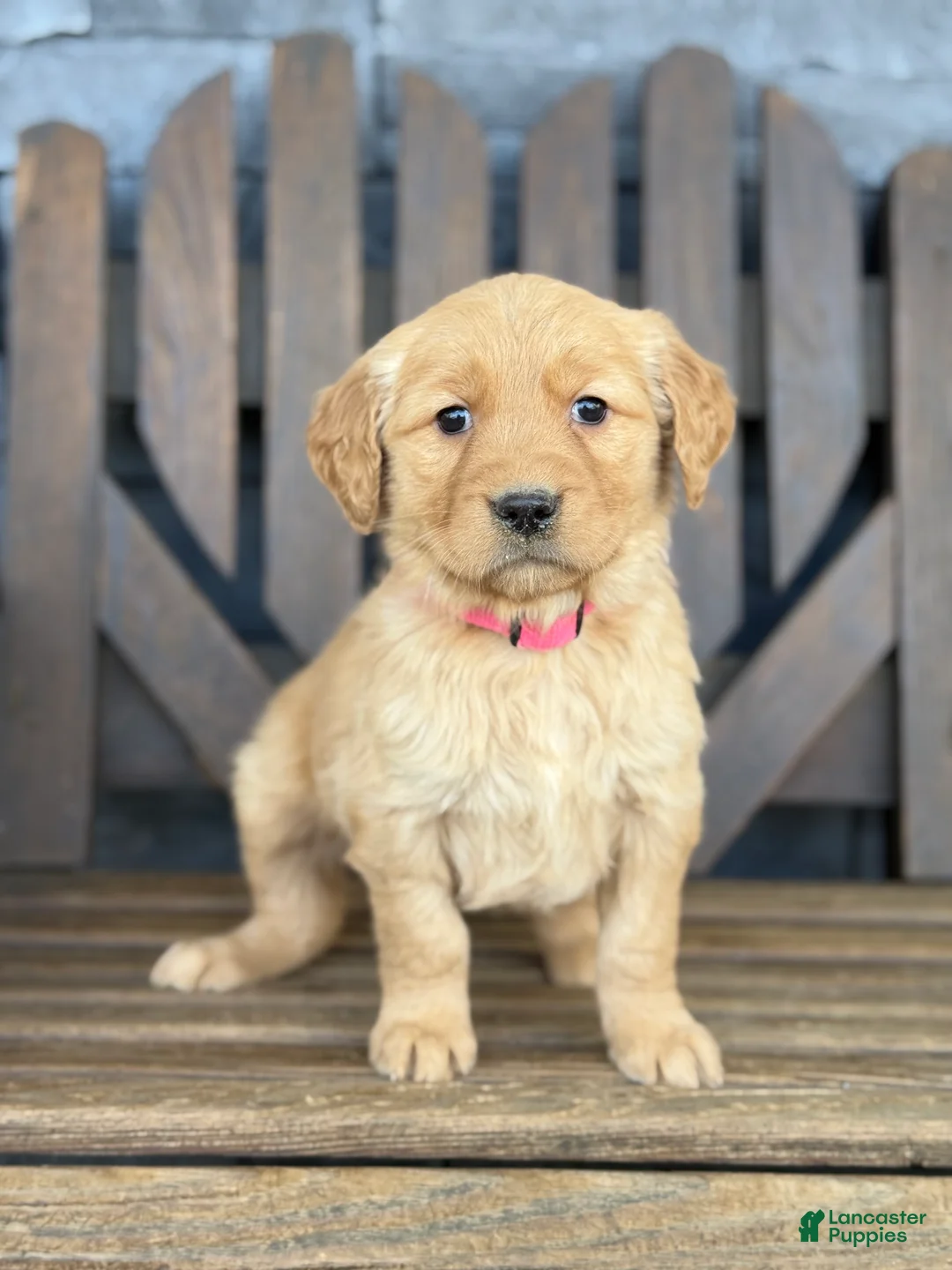 Golden Retriever dogs for sale: Sparky - Ad 4