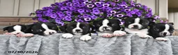 Boston Terrier dogs for sale: Kyle - Ad 3
