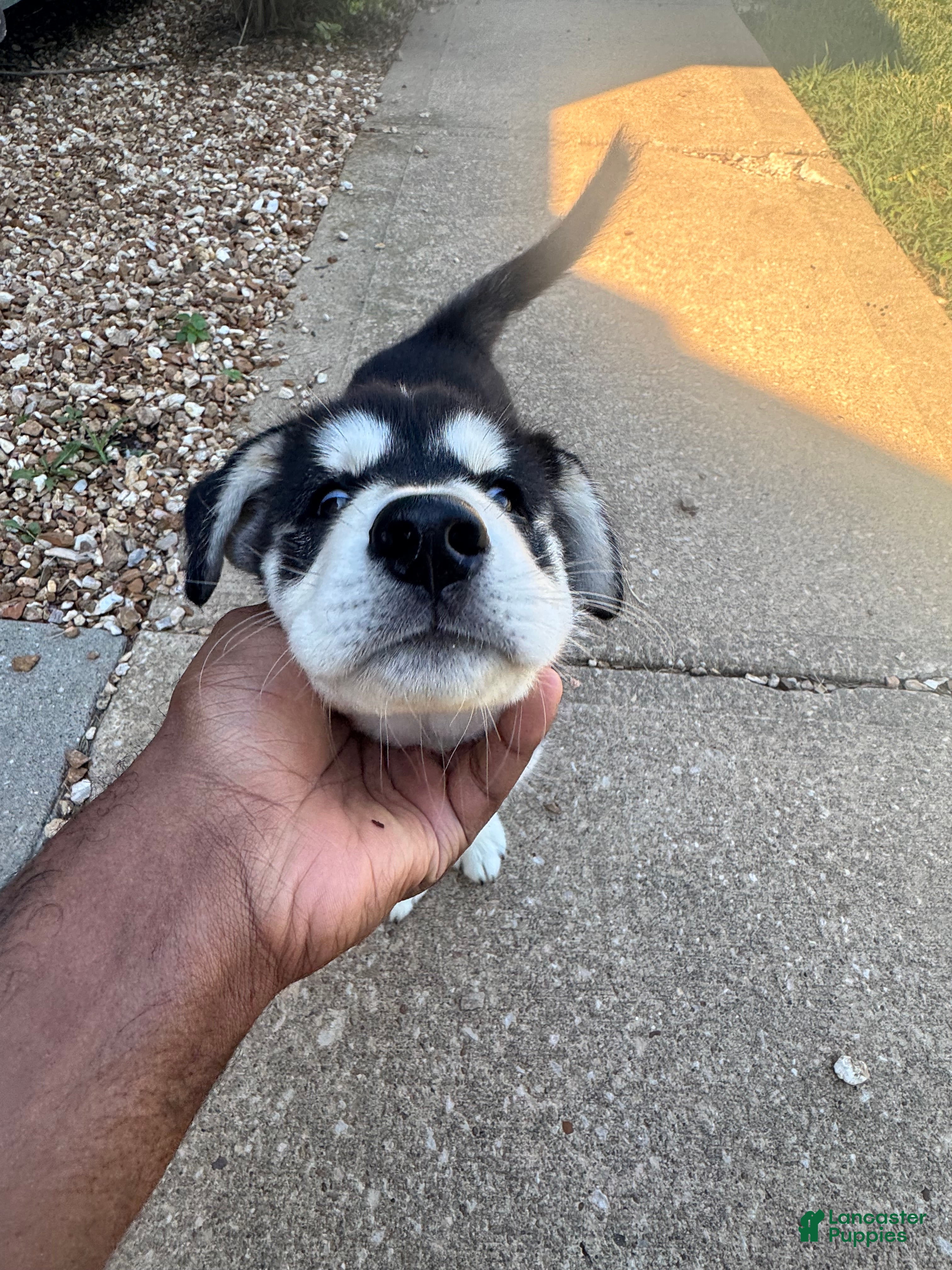 Mixed Breed dogs Loon - Ad 19