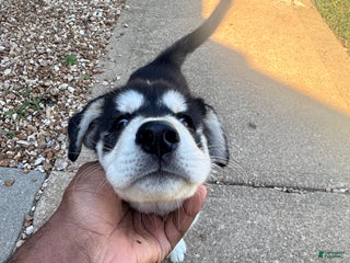 Mixed Breed dogs Loon - Ad 19