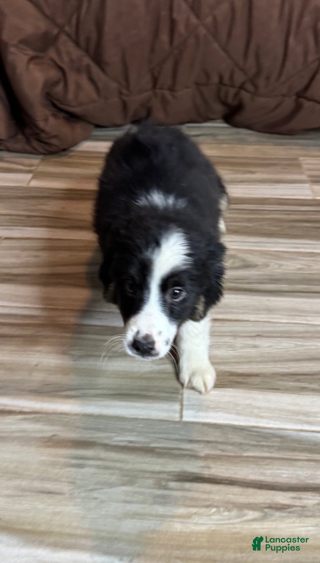 Anatolian Shepherd dogs for sale: Anatolian Shepherd Puppy 7 - Ad 2