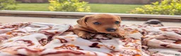 Miniature Dachshund dogs for sale: Miniature Dachshund 1 - Ad 9