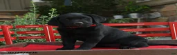 Labrador Retriever dogs for sale: Blossom - Ad 3