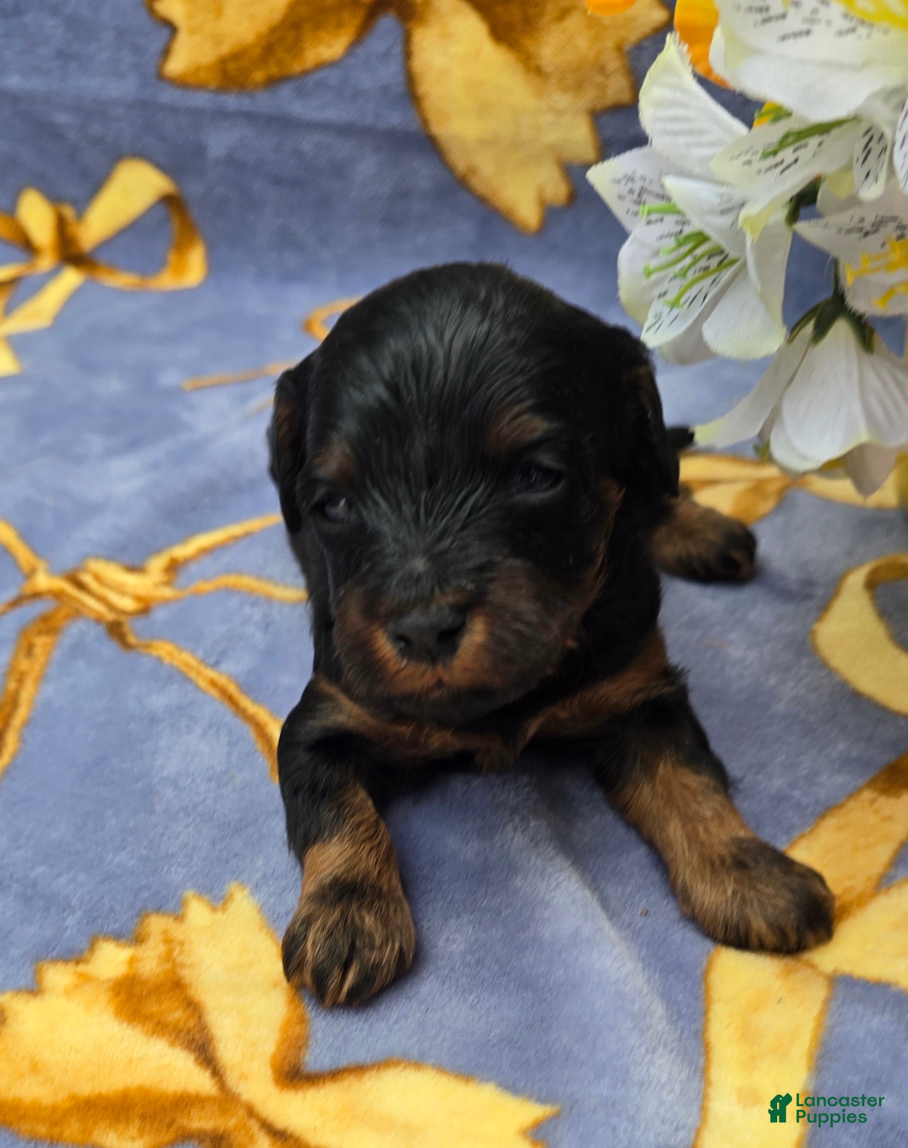 Cavapoo dogs Coc0 - Ad 19