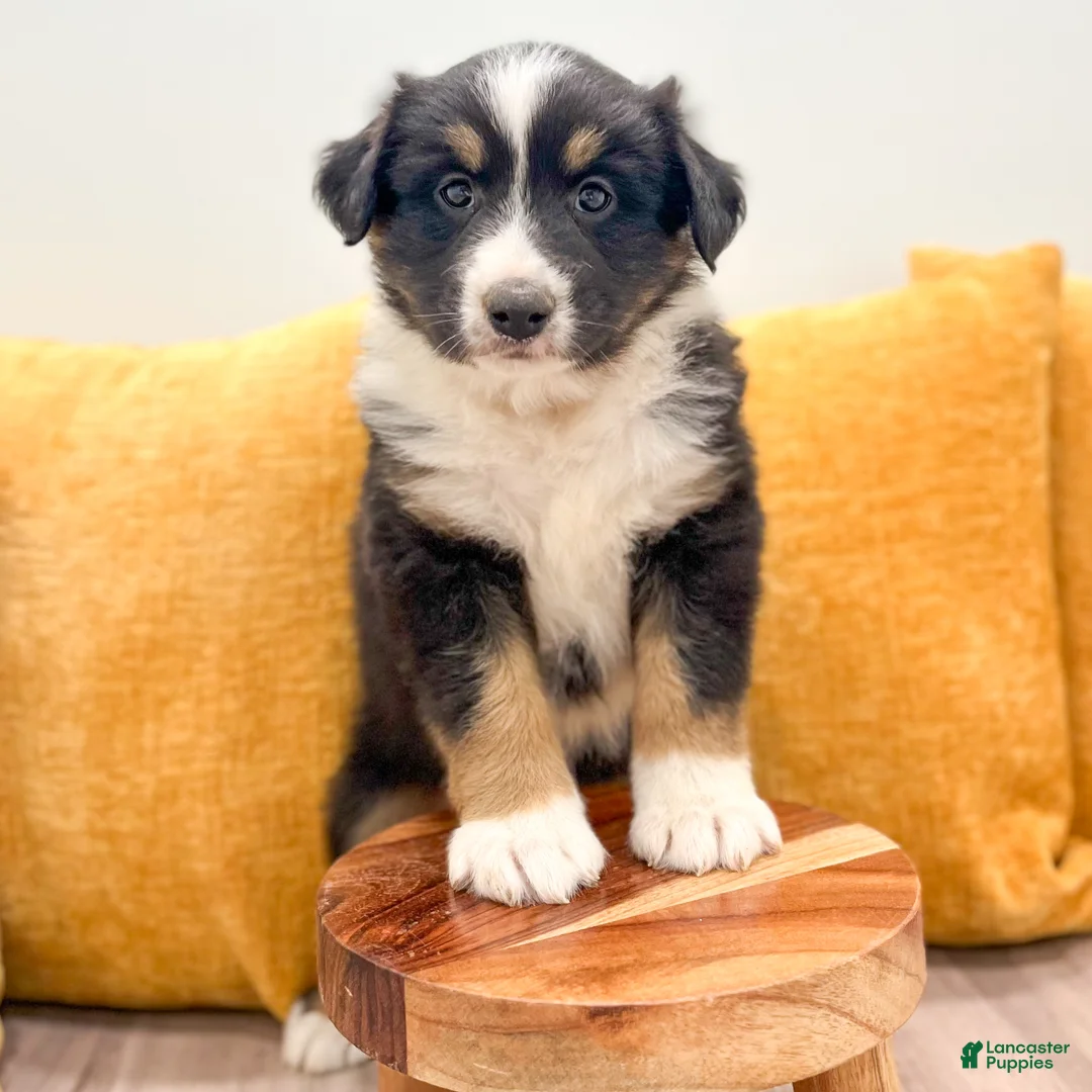 Australian Shepherd dogs for sale: Monty - Ad 2
