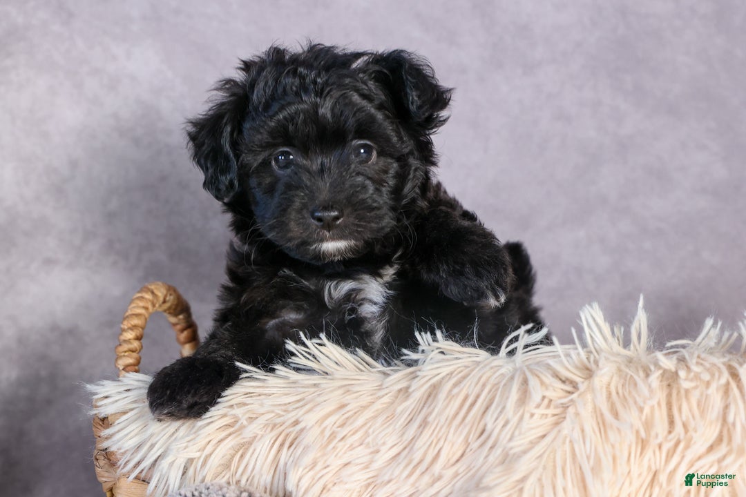 Mini Aussiedoodle dogs for sale: Kit Kat - Ad 3