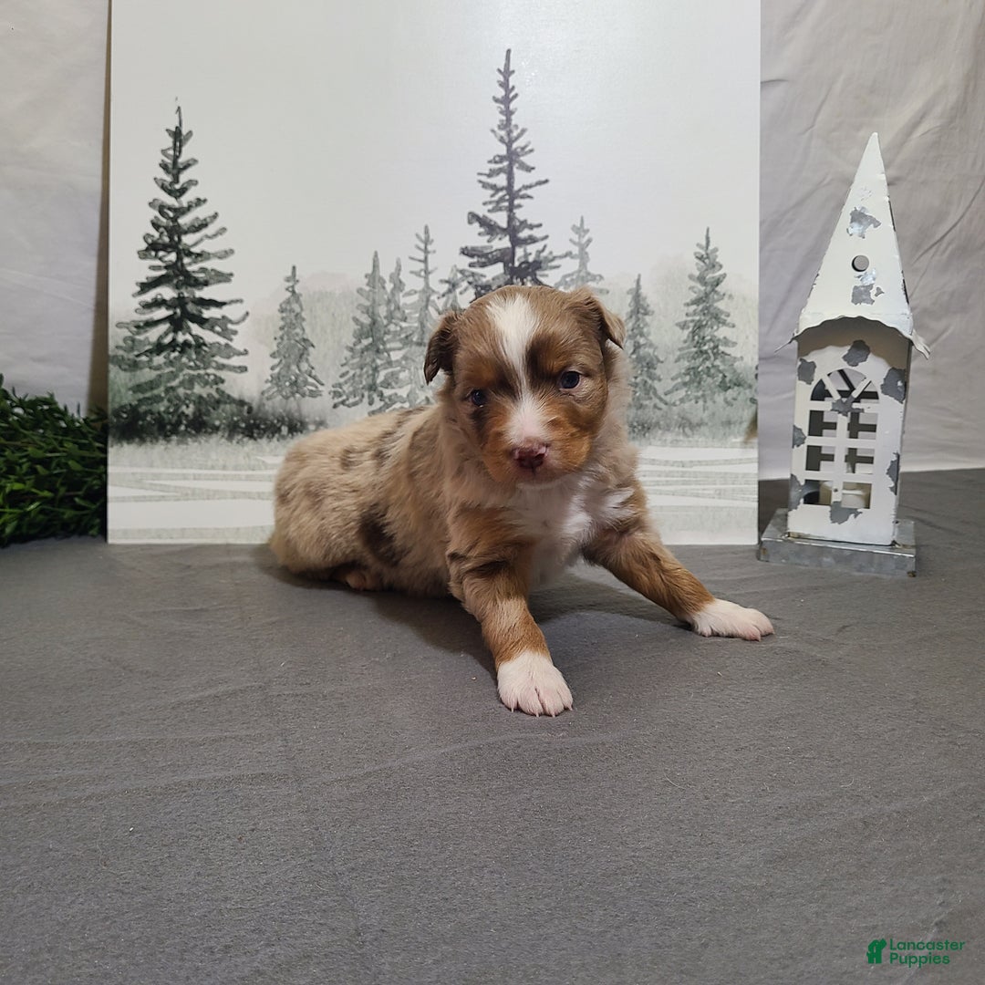 Miniature Australian Shepherd dogs for sale: Apple - Ad 3
