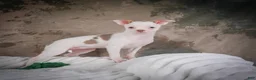 Chihuahua dogs for sale: Marie - Ad 11