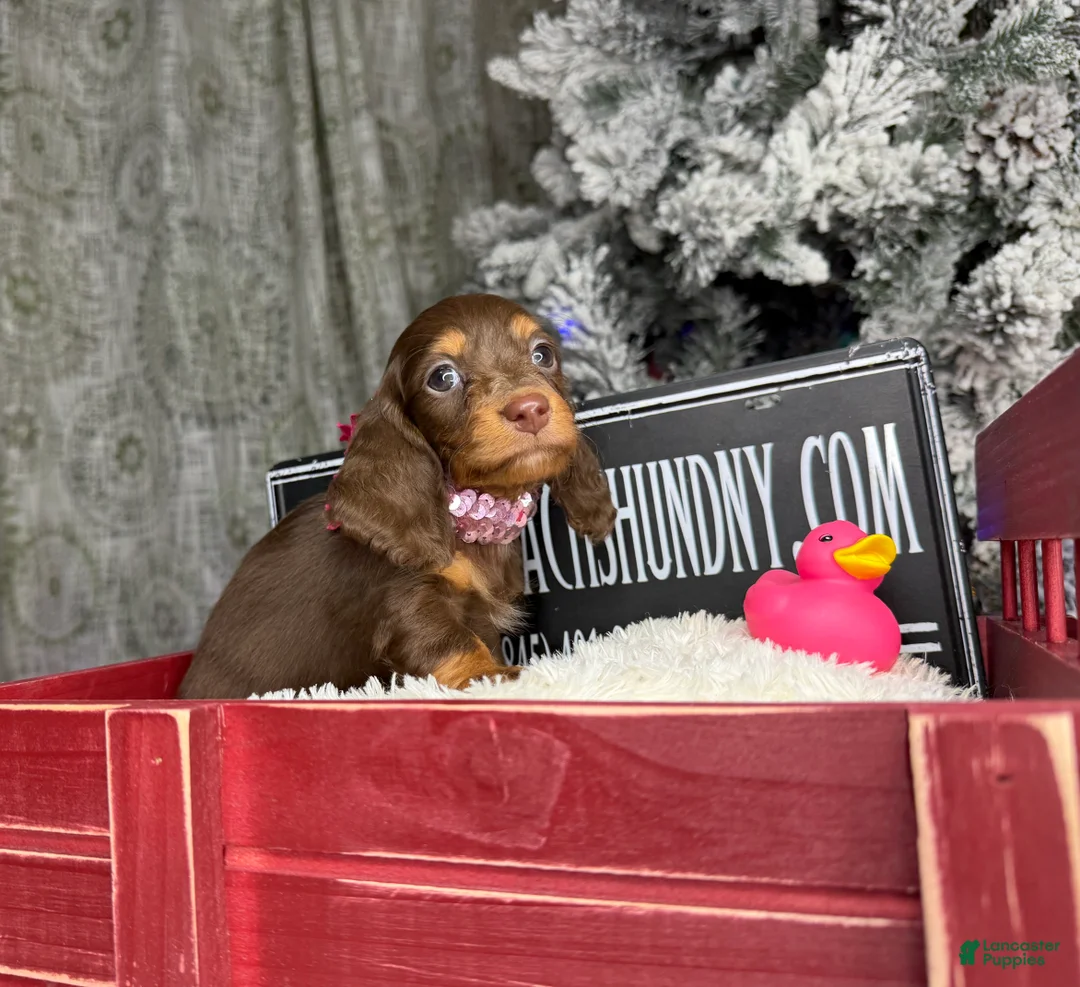 Miniature Dachshund dogs for sale: Ready 12/24/25 - Ad 23