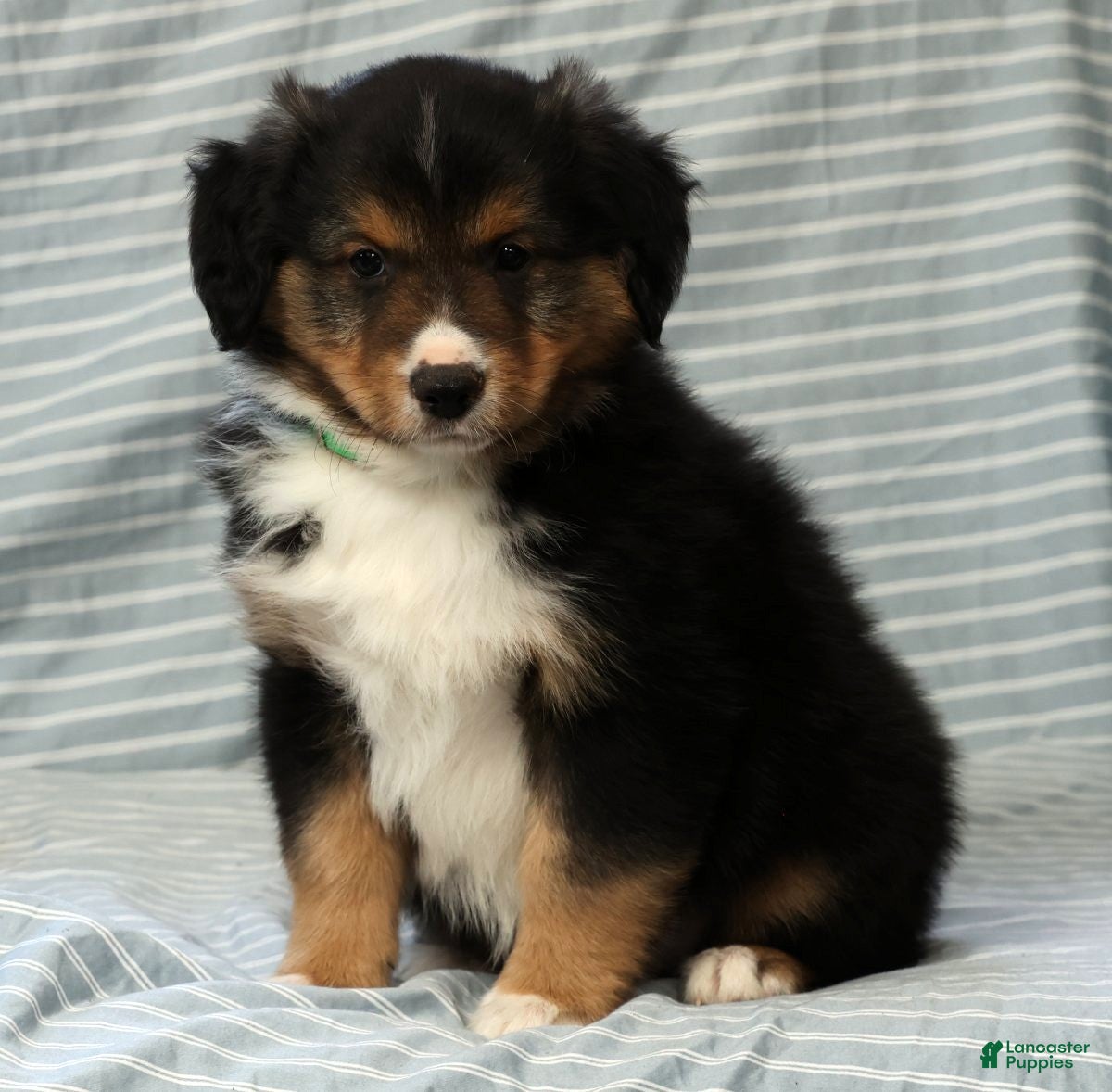 Australian Shepherd dogs for sale: Dallas - Ad 7