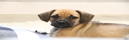 Puggle dogs for sale: Colorado - Ad 1