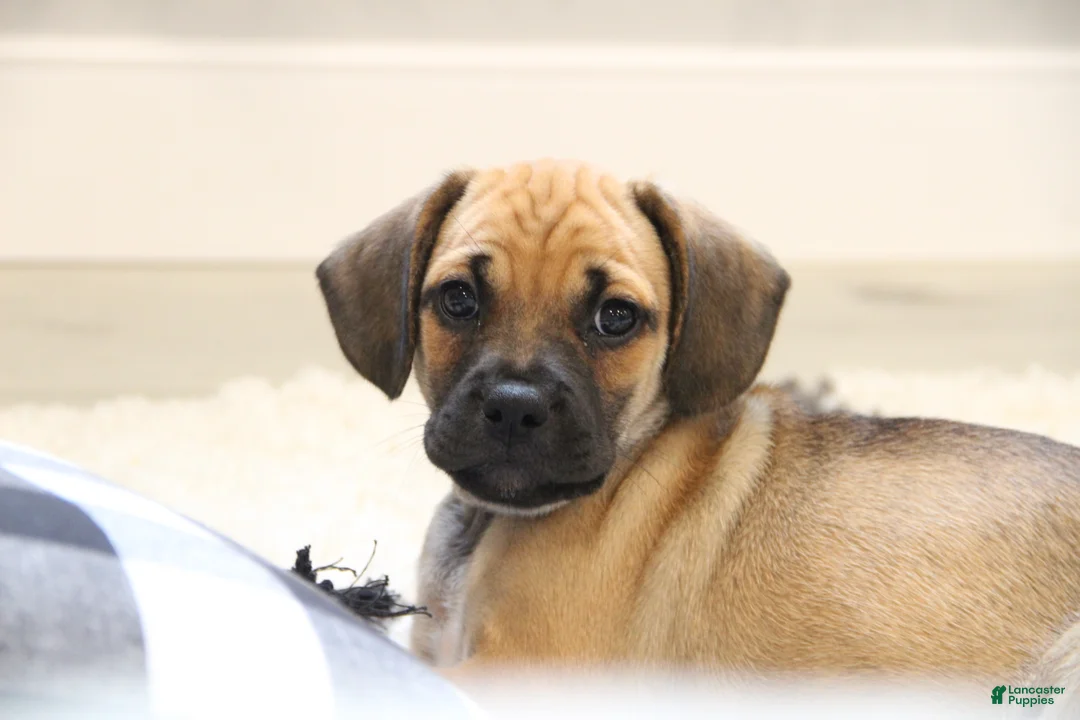 Puggle dogs for sale: Colorado - Ad 1