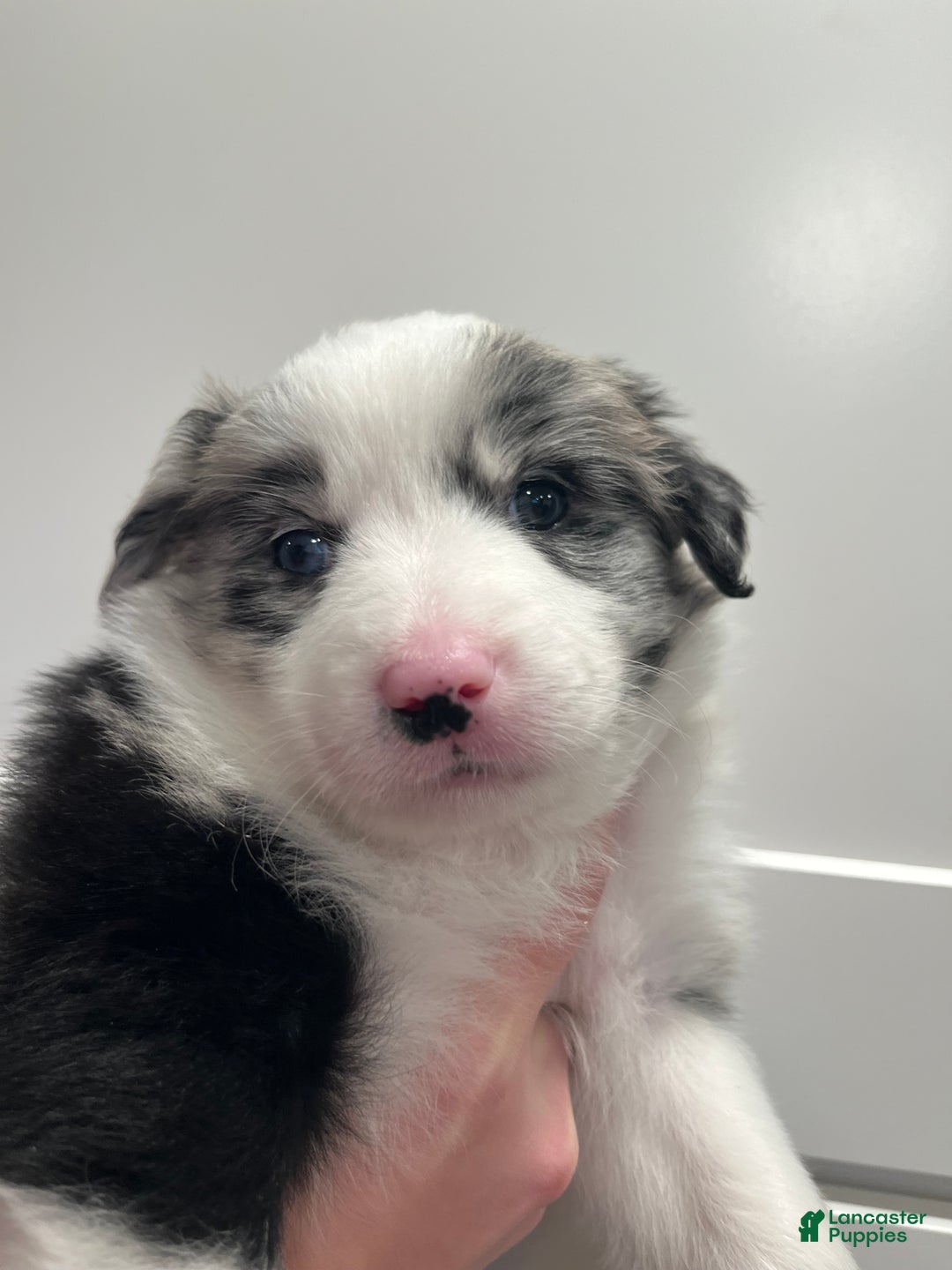 Mixed Breed dogs for sale: Wendy - Ad 5