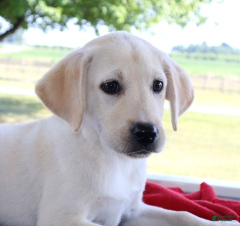 Labrador Retriever dogs Heidi  - Ad 1