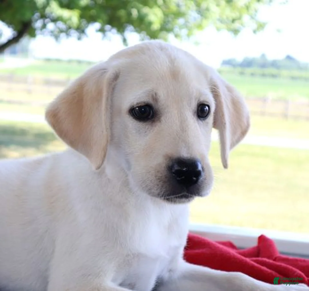 Labrador Retriever dogs for sale: Heidi  - Ad 1