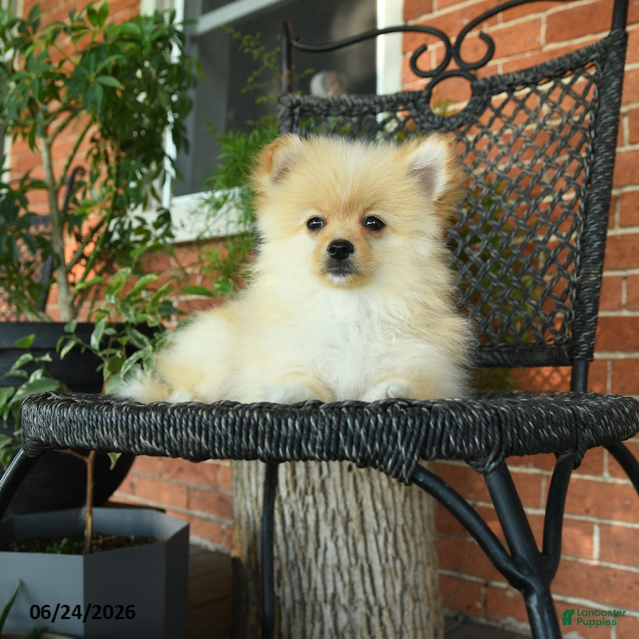 Pomeranian dogs Gypsy - Ad 2
