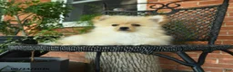 Pomeranian dogs for sale: Gypsy - Ad 2