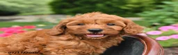 Mini Goldendoodle dogs for sale: Maple   - Ad 3