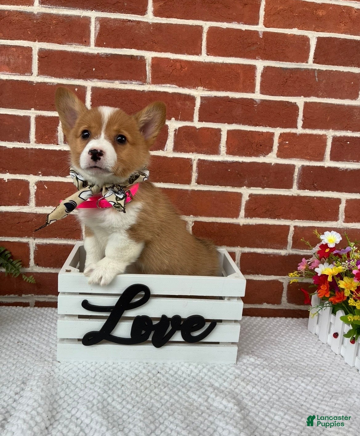 Welsh Corgi Pembroke dogs Bonnie - Ad 1