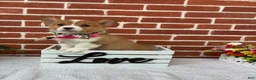 Welsh Corgi Pembroke dogs for sale: Bonnie - Ad 1