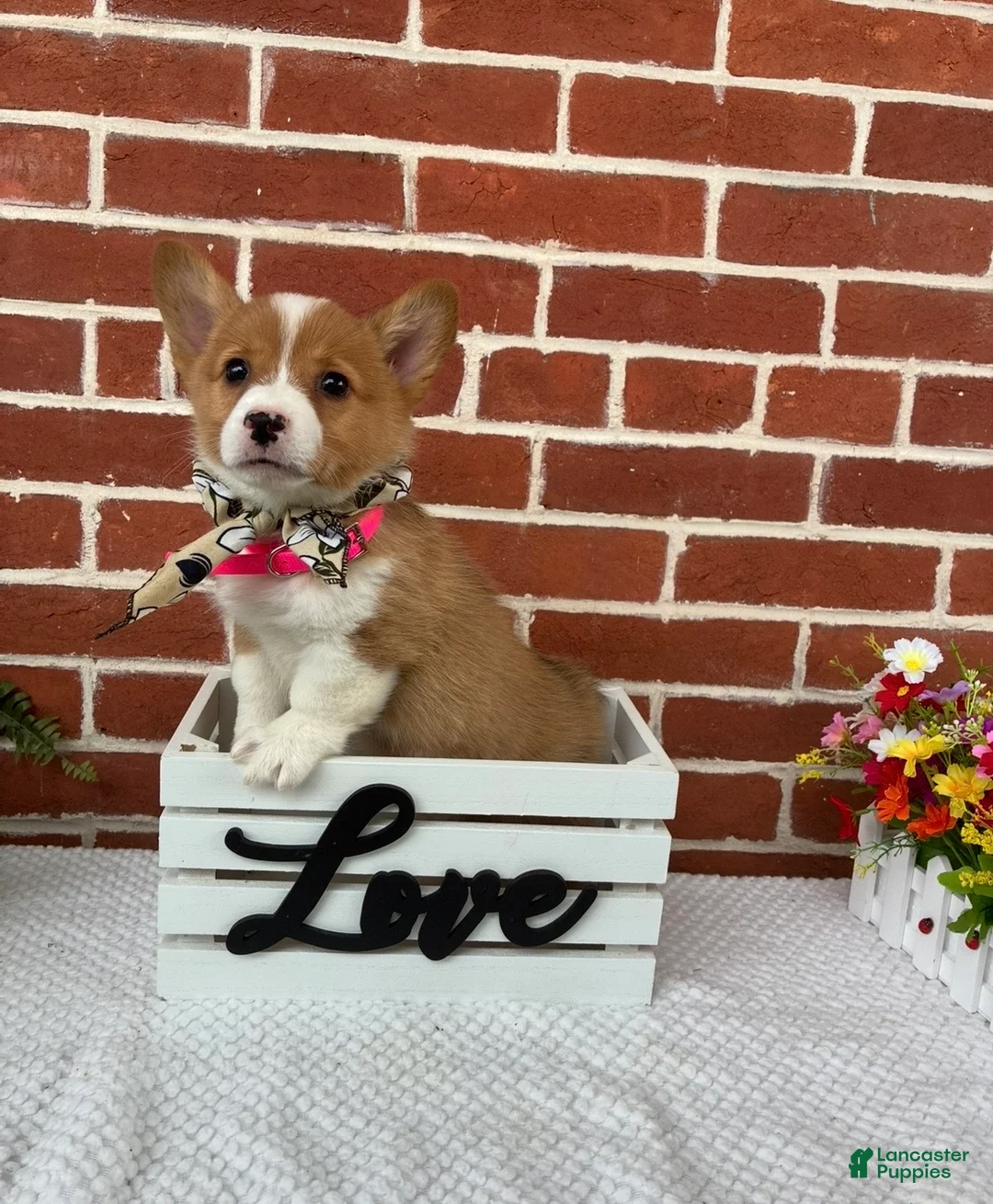 Welsh Corgi Pembroke dogs for sale: Bonnie - Ad 1