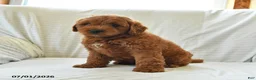Mini Goldendoodle dogs for sale: Leo - Ad 3