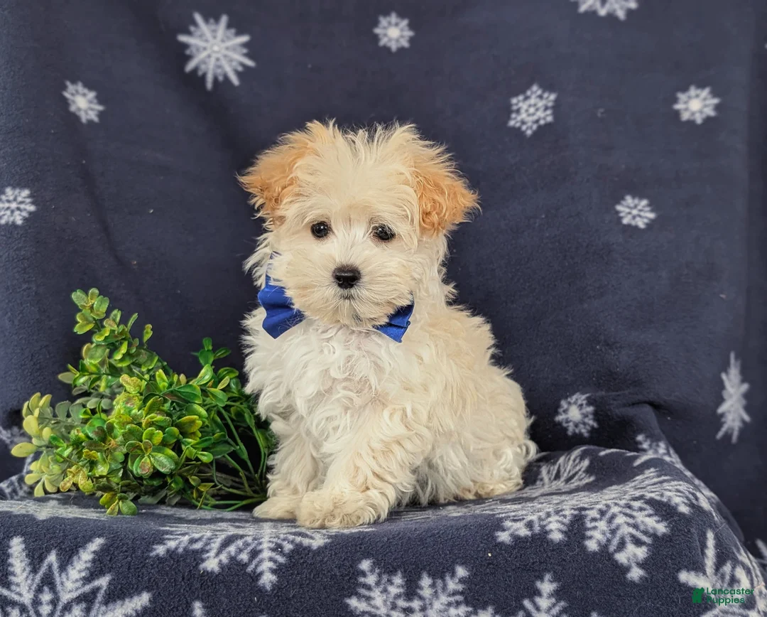 Maltipoo dogs for sale: Brock 7 lbs Full Grown - Ad 2