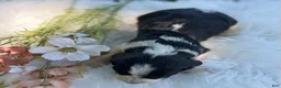English Springer Spaniel dogs for sale: Darla - Ad 3