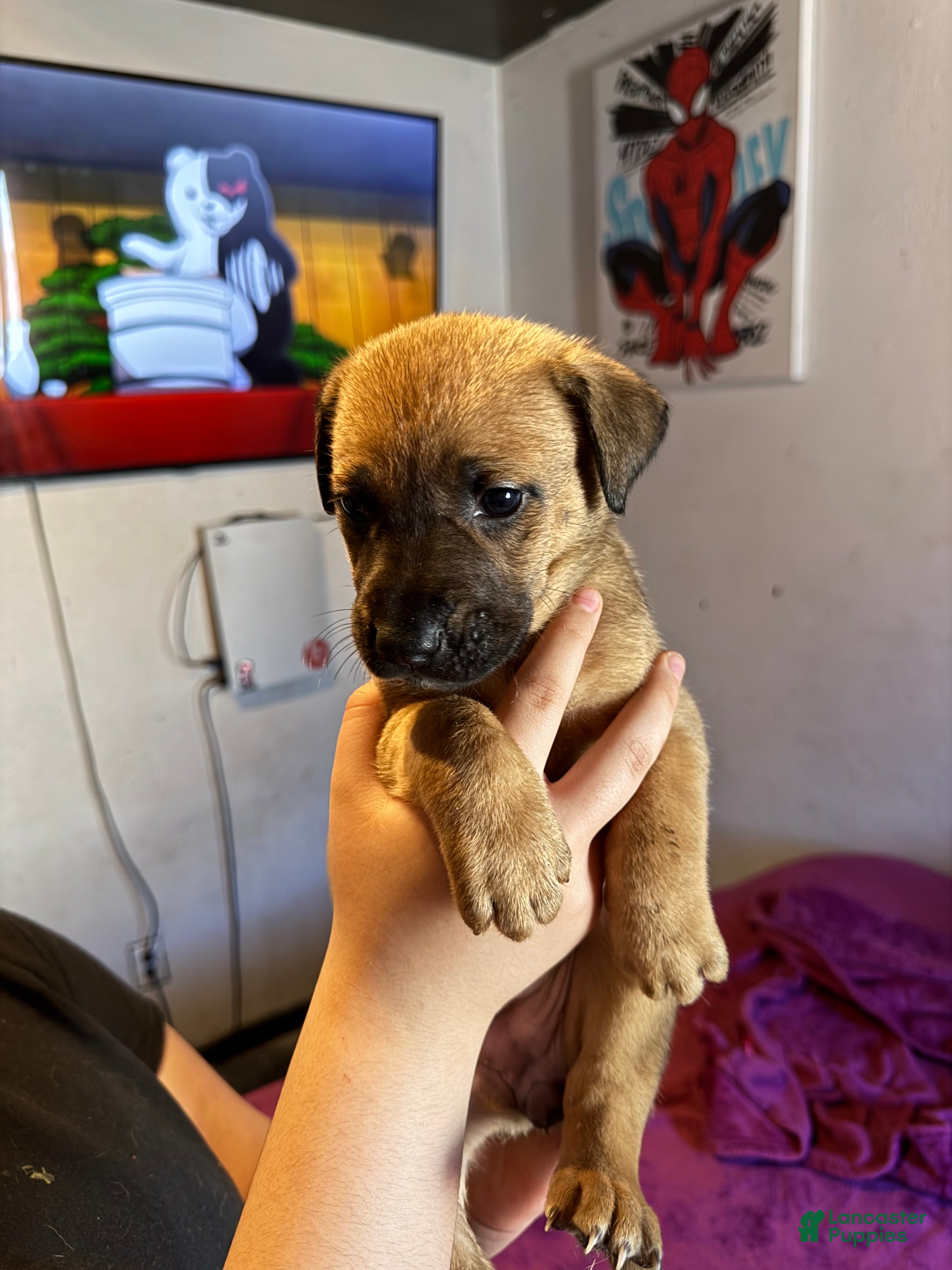 Mixed Breed dogs Mixed Breed Puppy 4 - Ad 11