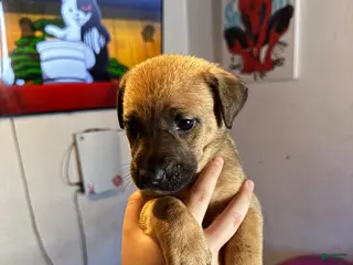 Mixed Breed dogs Mixed Breed Puppy 4 - Ad 11