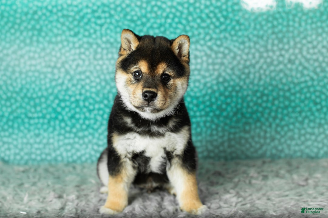 Shiba Inu dogs for sale: Simba - Ad 2