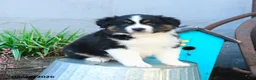 Miniature Australian Shepherd dogs for sale: Belle - Ad 2