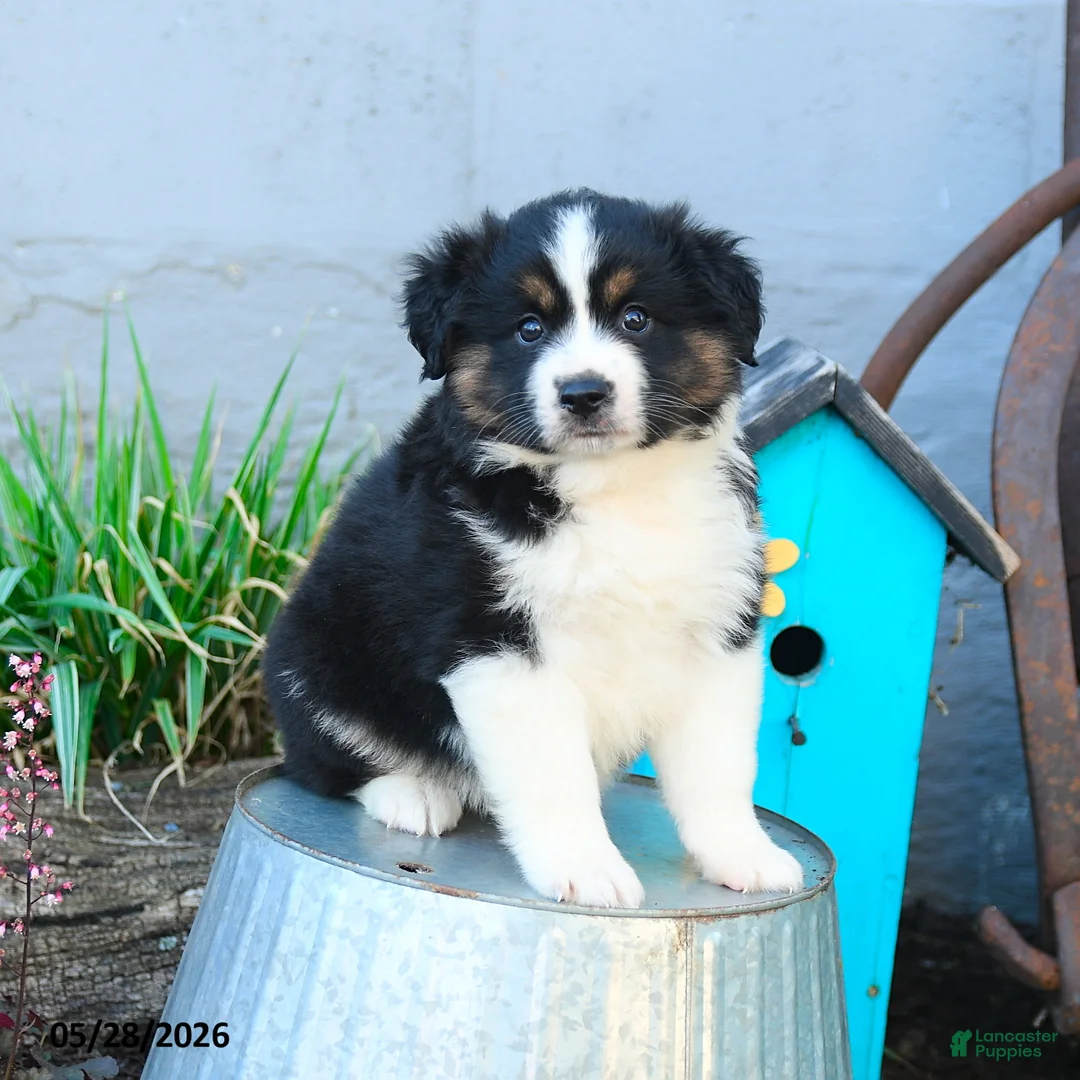 Miniature Australian Shepherd dogs for sale: Belle - Ad 2