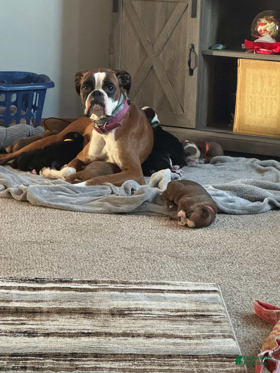 Boxer dogs for sale: Luna  - Ad 3