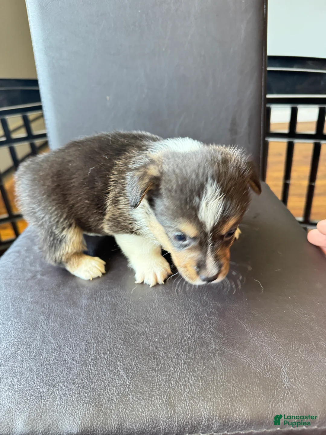 Welsh Corgi Pembroke dogs for sale: Tank - Ad 1