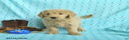 Goldendoodle dogs for sale: Megan - Ad 5