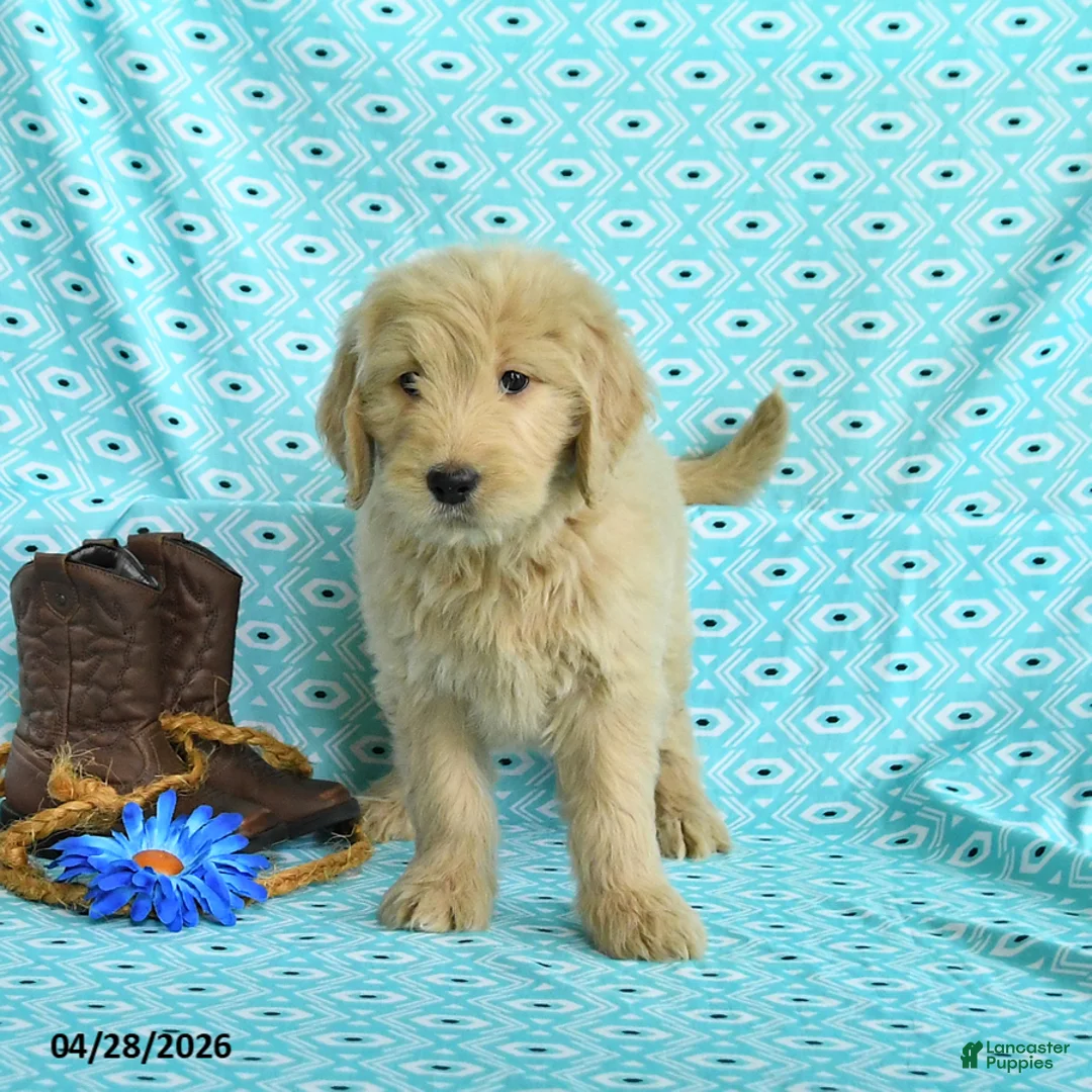Goldendoodle dogs for sale: Megan - Ad 5