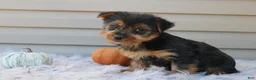 Yorkshire Terrier dogs for sale: Dreamer - Ad 5