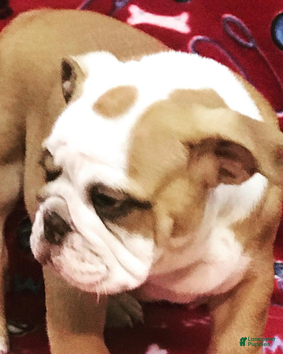 English Bulldog dogs English Bulldog Puppy 8 - Ad 39