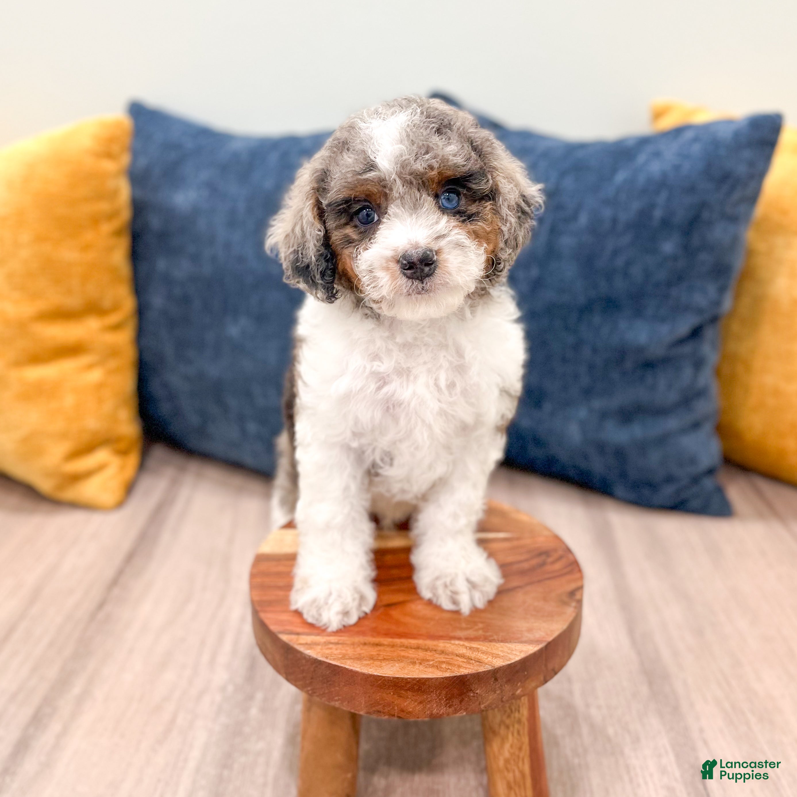 Cavapoo dogs Miles - Ad 2