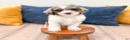 Cavapoo dogs for sale: Miles - Ad 2